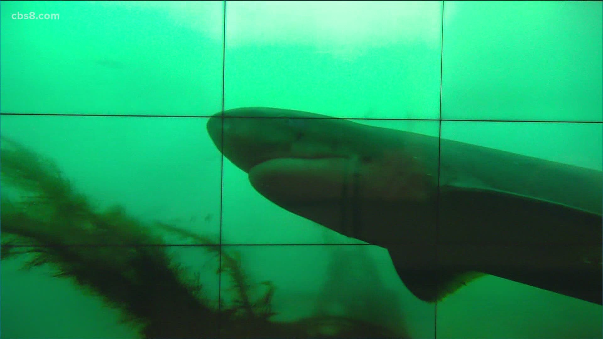 Among the sea life: a sevengill shark and black sea bass.