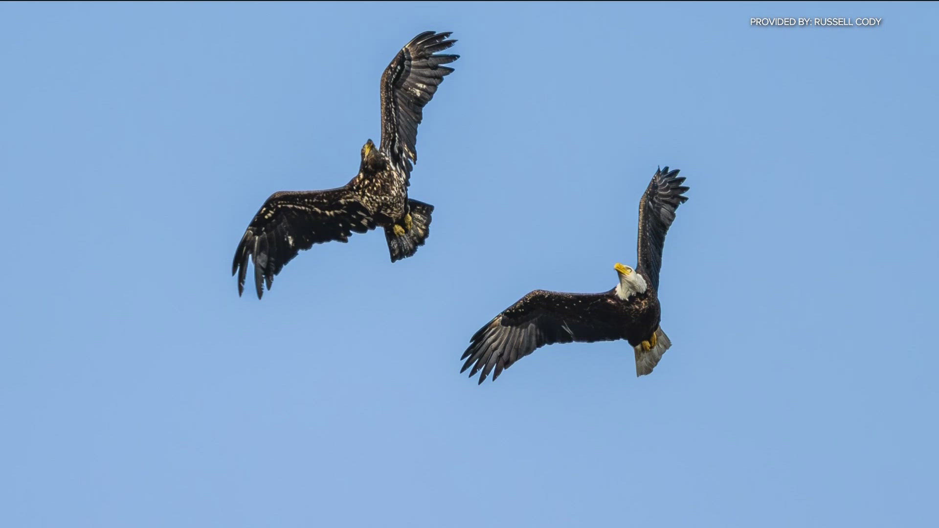 More Bald Eagles are being spotted across San Diego County, including Escondido and Lake Cuyamaca. 