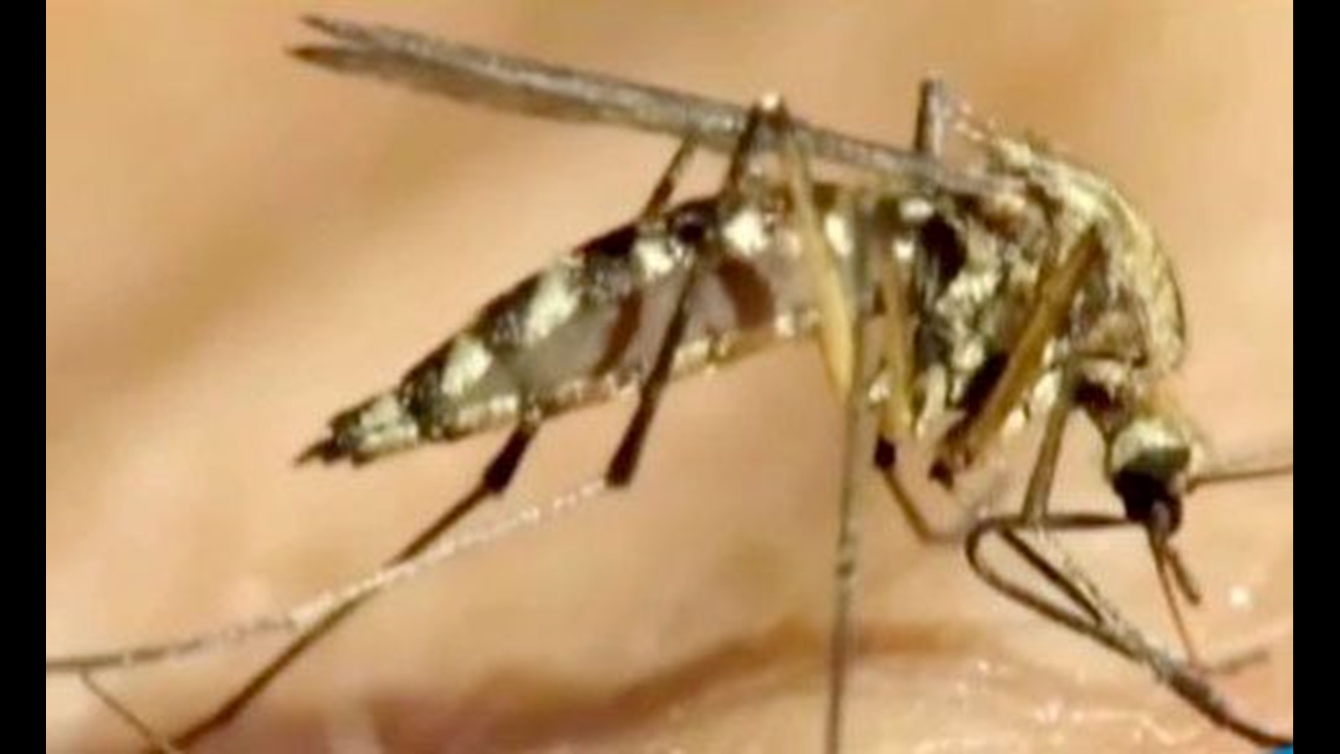 This year's first case of West Nile virus in San Diego County confirmed