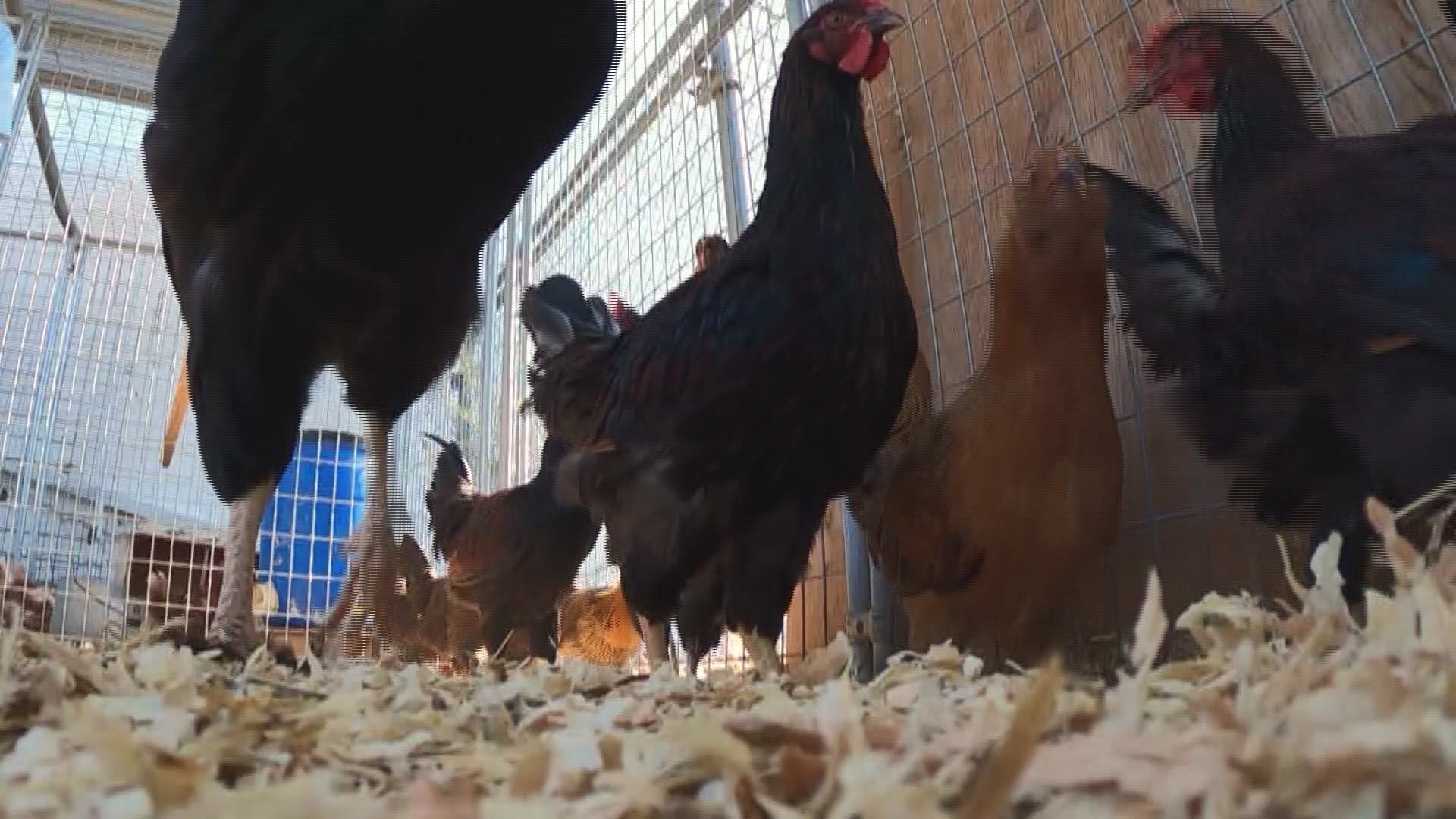 So your child wants a pet? The Chick Lady is suggesting a baby chick. She has 2,000 to choose from with lots of tips on how to raise a chicken.