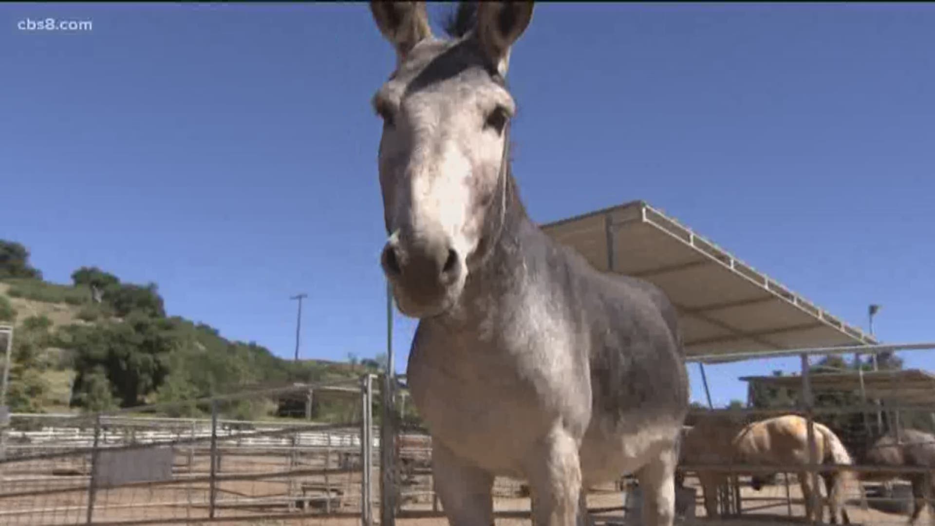 If you love the outdoors, animals and helping the community, the county's longest operating non-profit equine sanctuary is in need of volunteers and donations. In Wednesday's Zevely Zone, Jeff visited the Horses of Tir Na Nog in Guatay to roll up his sleeves.