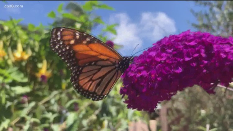 Earth 8: San Diegan is raising Monarch butterflies in her backyard