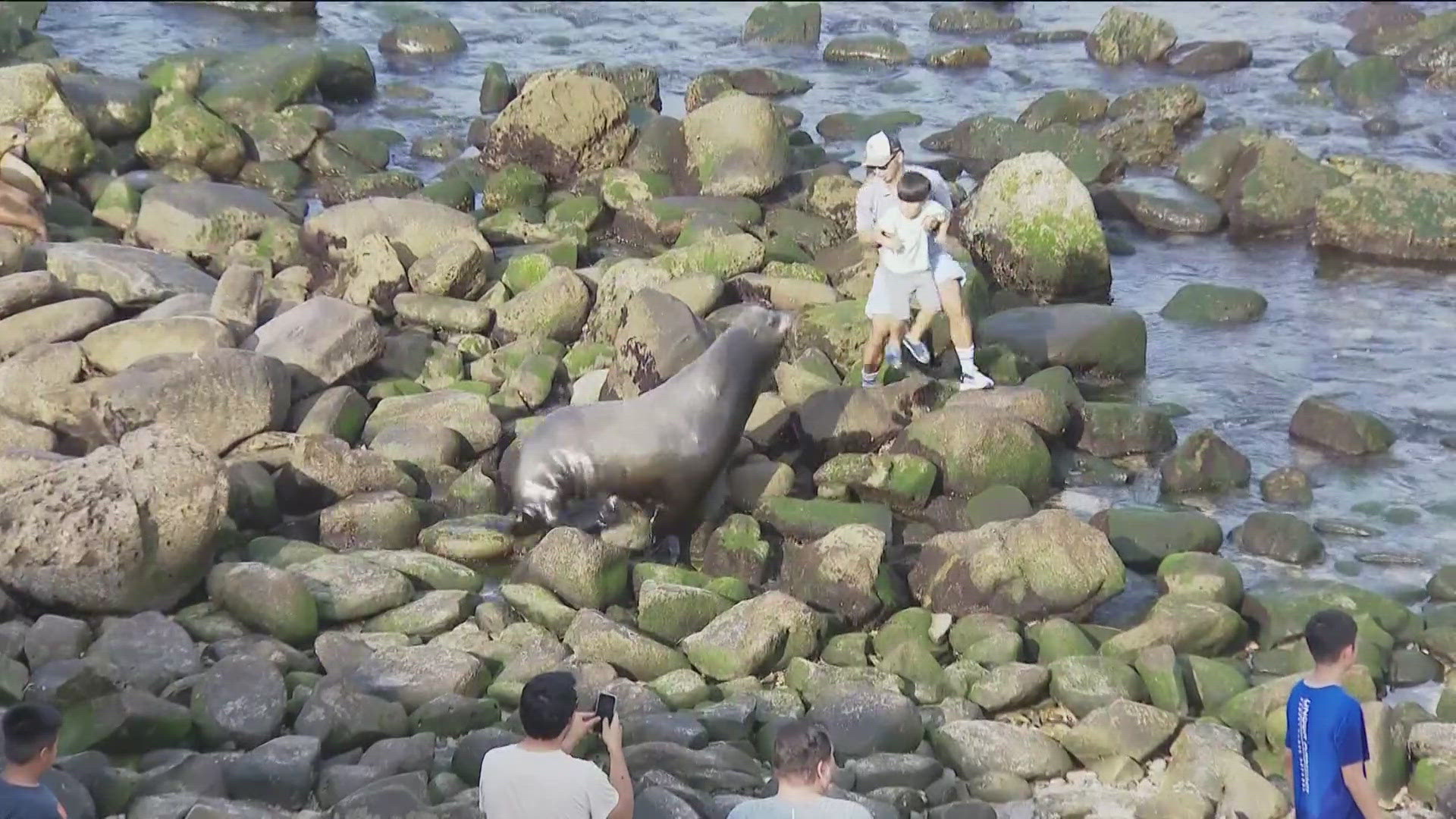 The La Jolla Parks and Beaches Association wants to address the issues without shutting down the beach to visitors.