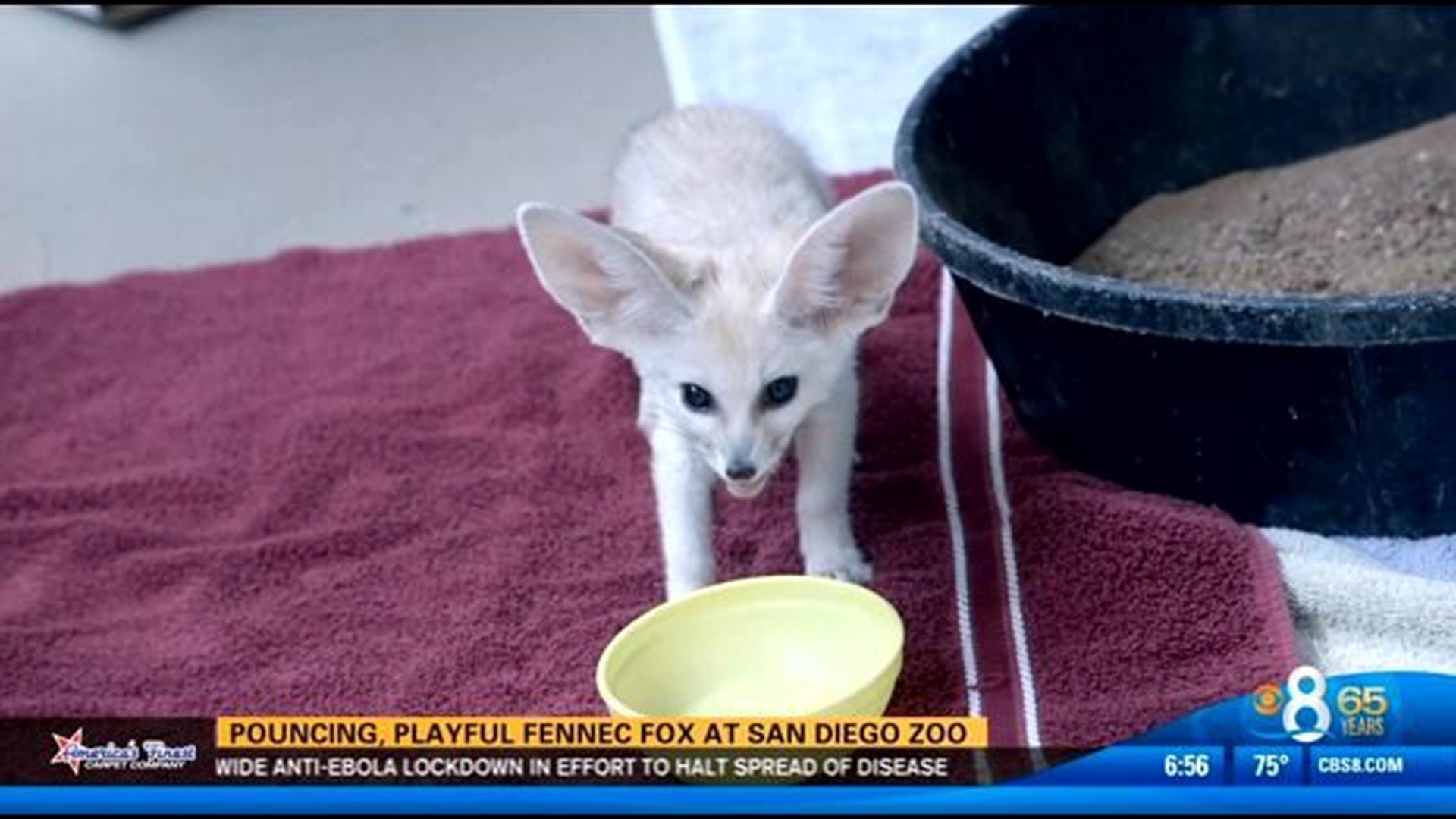 Pouncing, playful fennec fox at San Diego Zoo | cbs8.com