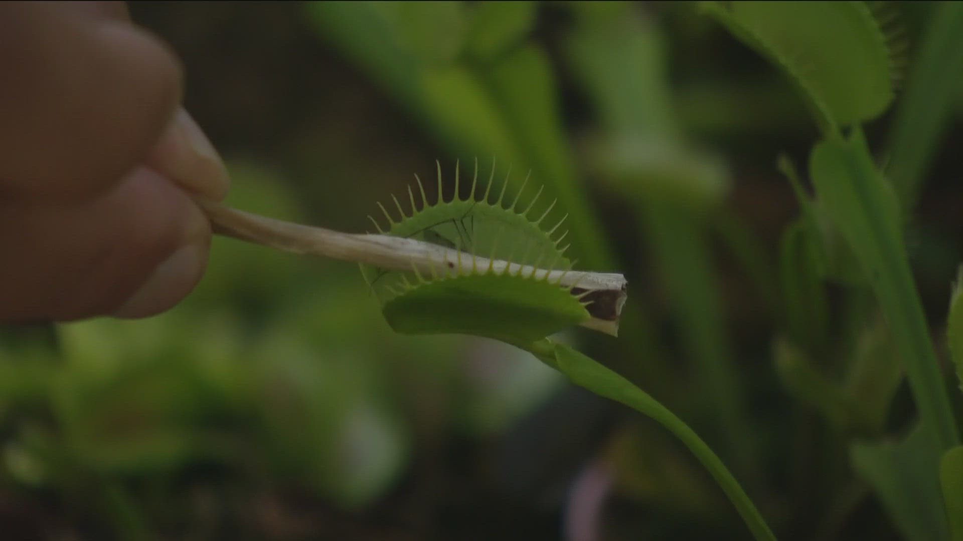 Through October 29, explore the world of 'Killer Plants' that consume flies, insects, and even small rodents at The San Diego Botanic Garden in Encinitas.