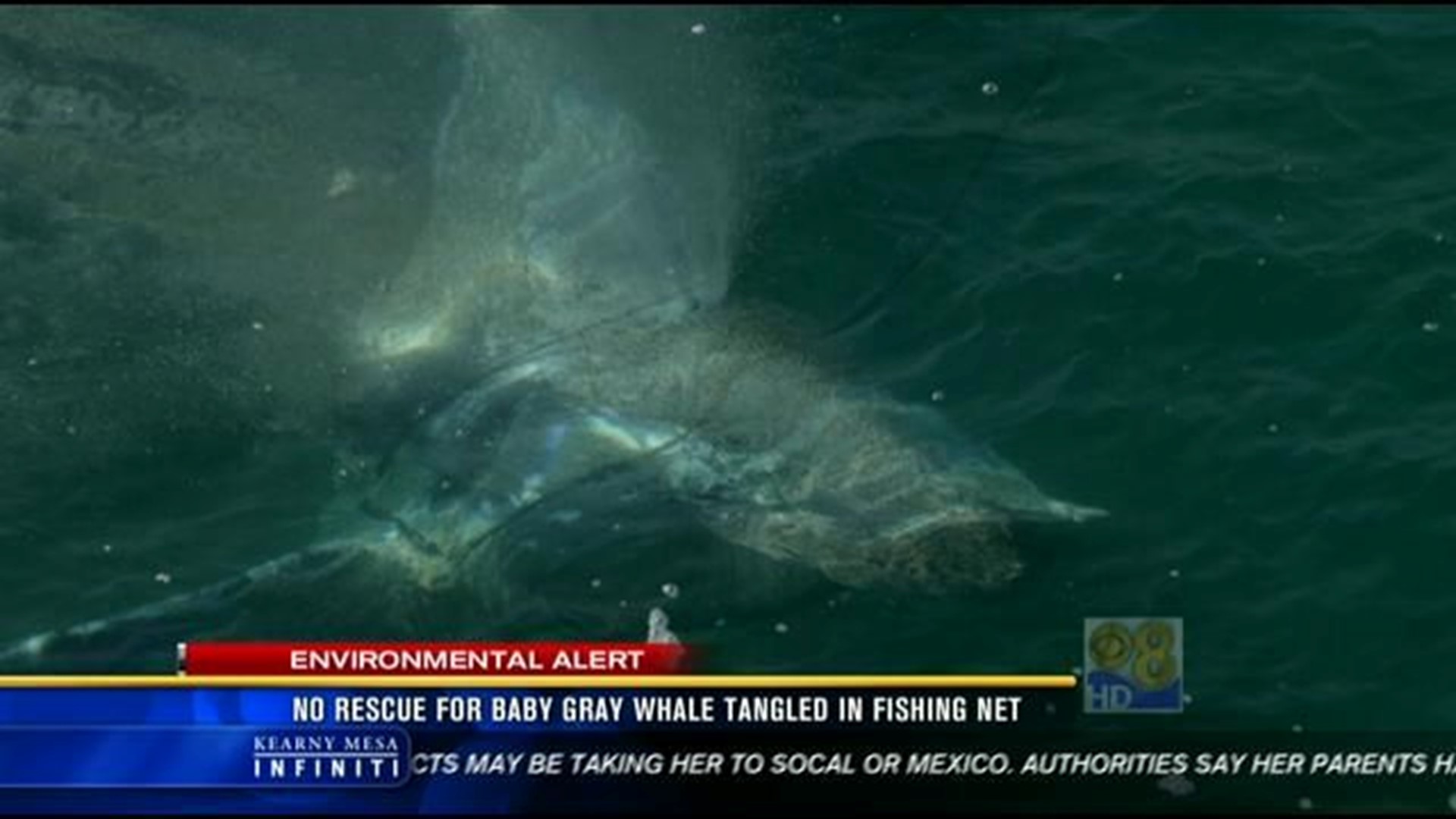 Baby gray whale tangled in fishing net off Imperial Beach | cbs8.com