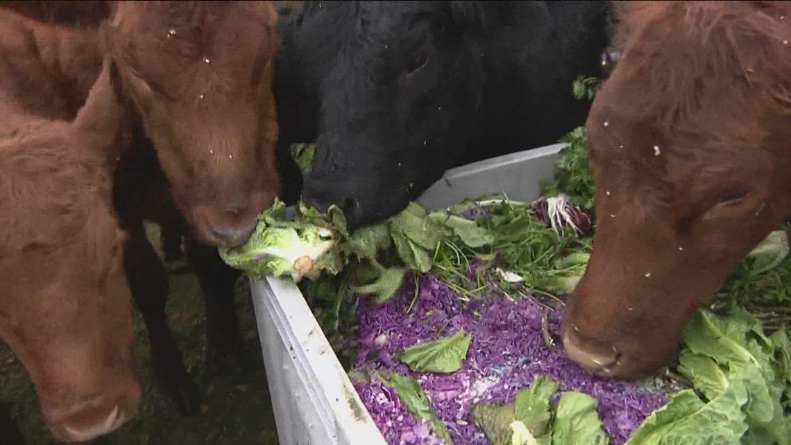 Feeding San Diego's 'Zero Waste' program sends discarded food to farms - Vimarsana News
