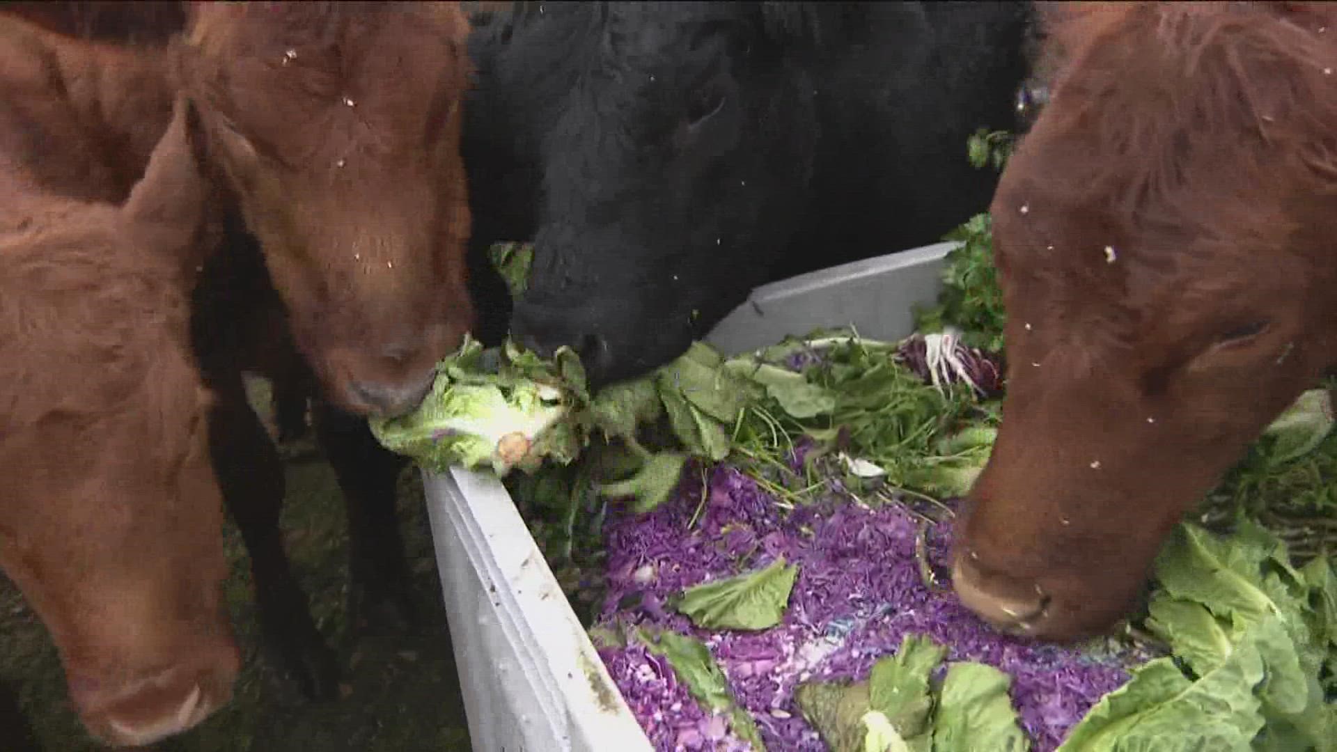 We follow Feeding San Diego's unwanted food to farms where it feeds cattle, pigs, sheep and more.