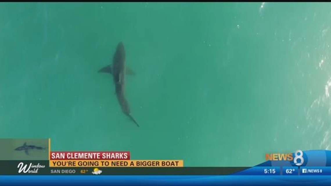 Shark activity caught on camera along California coast | cbs8.com