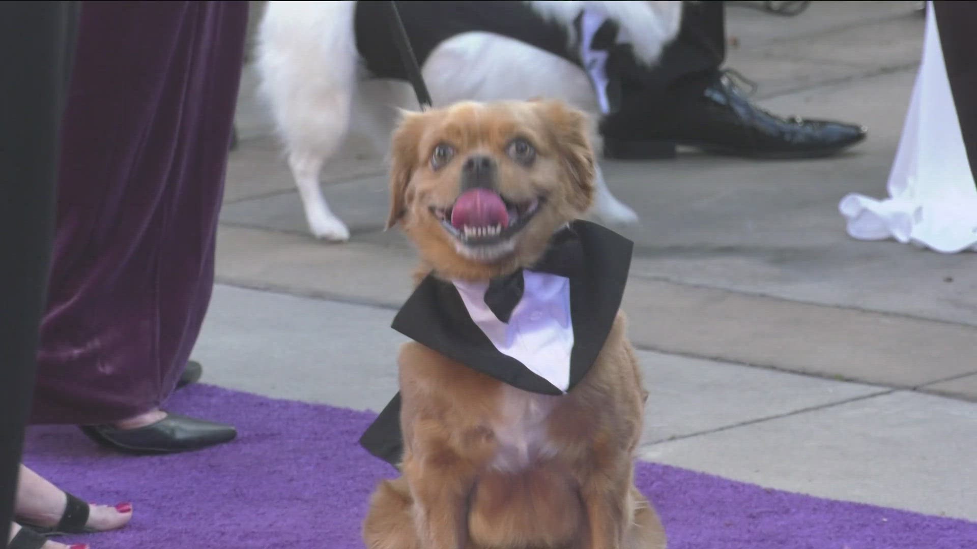 The dog-friendly event celebrates the joys in giving animals a loving home and raises funds for the Humane Society's work.