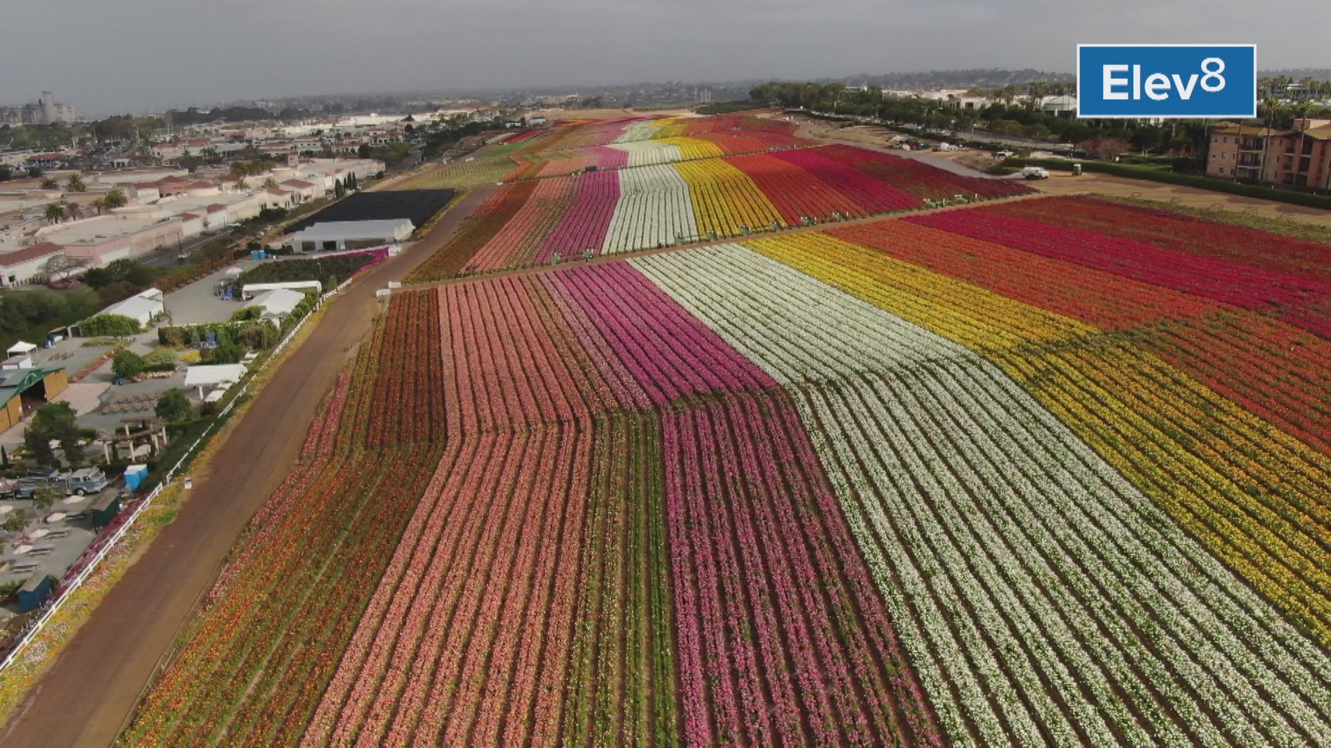 Aerial view of The Flower fields at Carlsbad Ranch