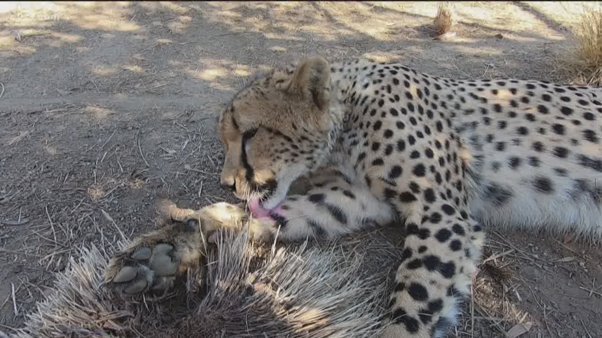Visit wildwonders.org to learn how you can help these beautiful cheetahs.