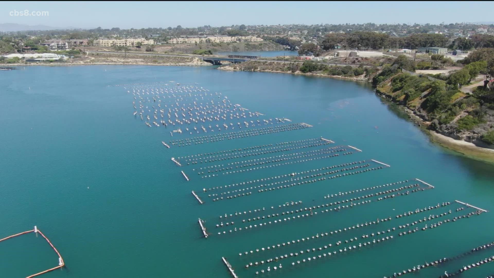 The Carlsbad Aquafarm sits between the Pacific Ocean and I-5, in the calm and fairly clear waters of the Agua Hedionda Lagoon.