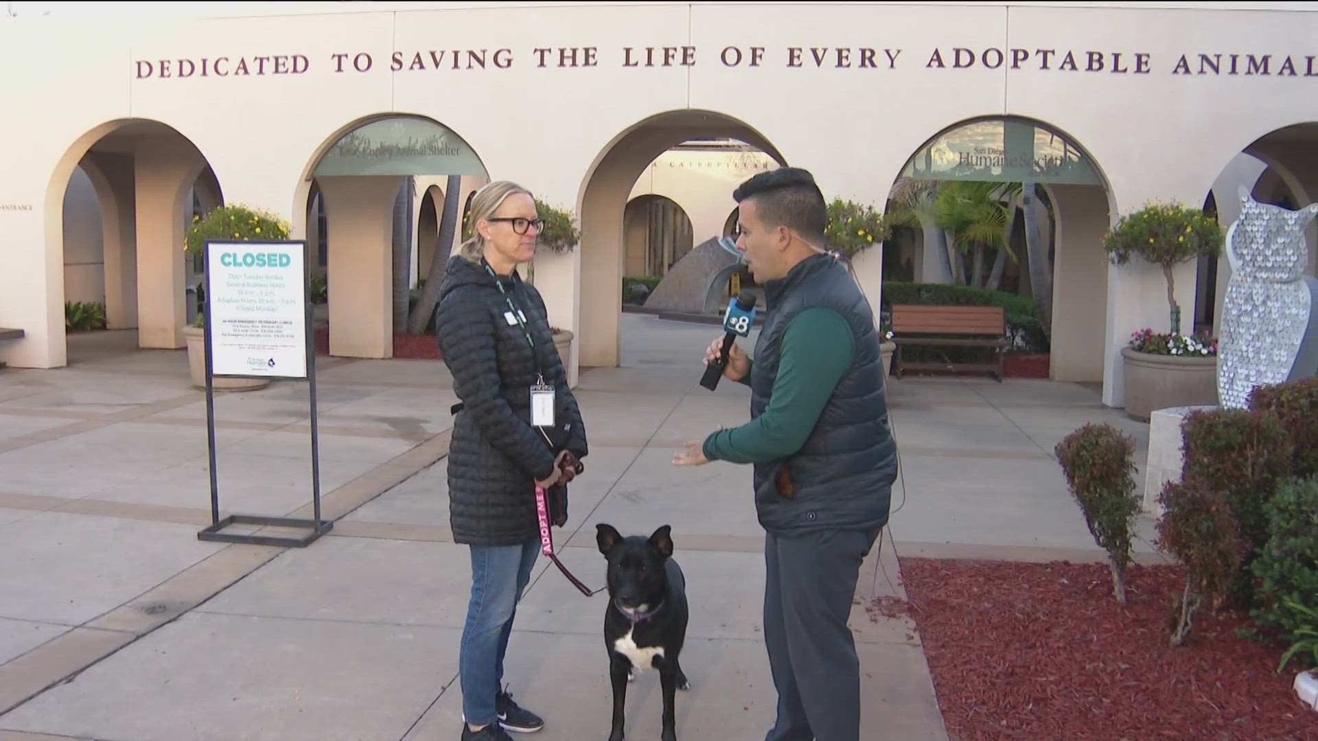 The SD Humane Society has an urgent need for fosters and adoptions.