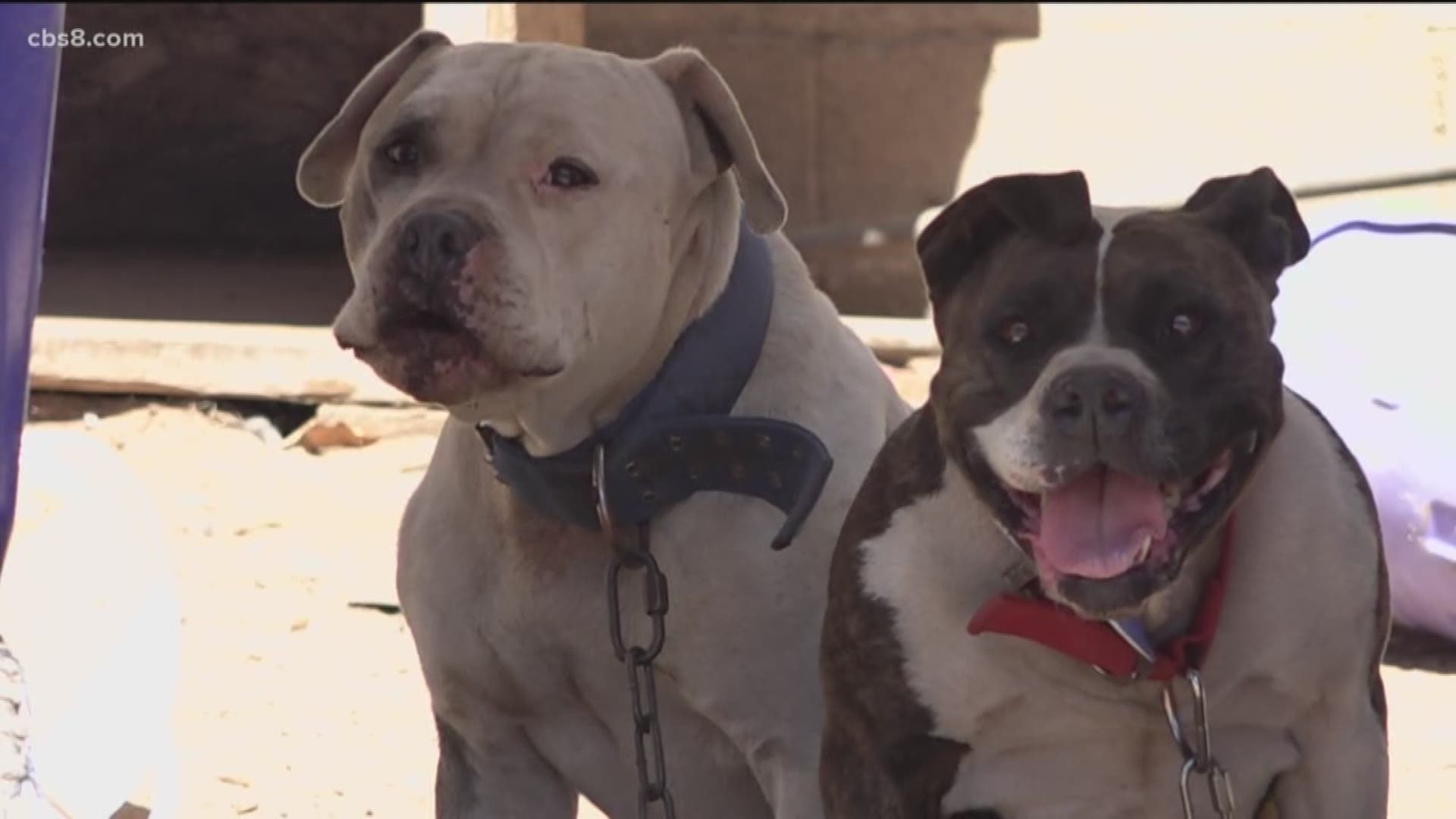 What a difference a day makes. The two pit bulls abandoned and chained out in the sun with no access to food or water are on the road to recovery. On Sunday afternoon, the two dogs were found chained up and tangled in a filthy backyard until a good Samaritan stepped in to help.