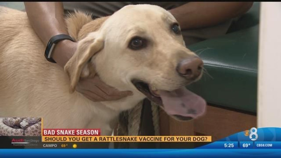 can i keep rattlesnake vaccine at home dog