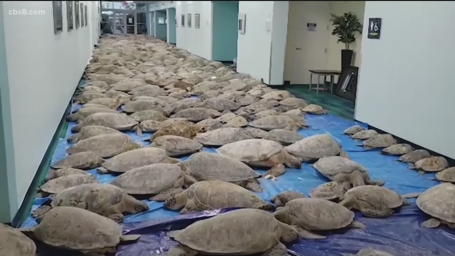 As Texas recovers from last week's arctic cold temperatures, thousands of frozen sea turtles are also thawing out.