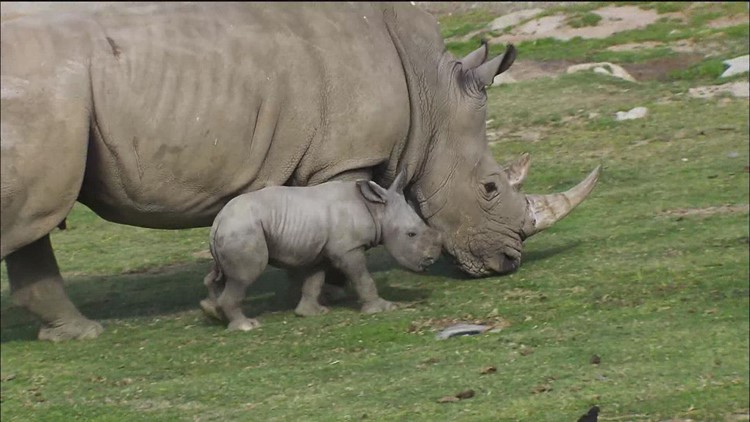 Celebrating the San Diego Zoo Safari Park's 50th anniversary with rhinos