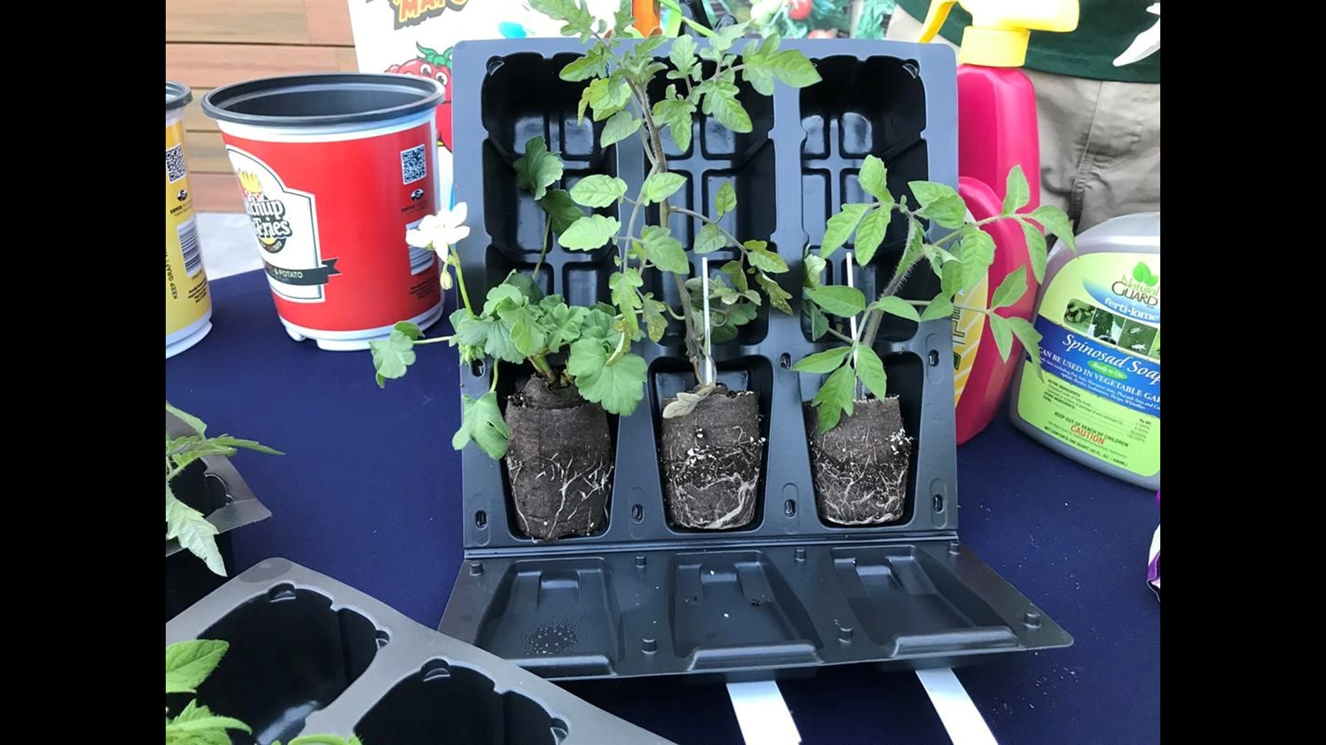 Spring gardening Grow french fries and ketchup on the same plant
