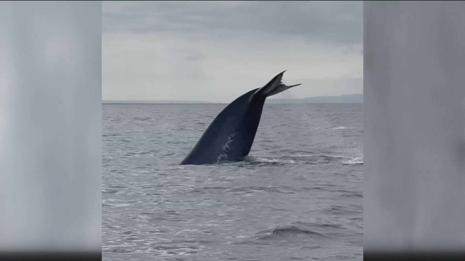 "A Blue Whale's tongue weighs as much as an African elephant, its heart is the size of a car and a Blue Whale is 33x what a T-Rex weighs," the owner said.