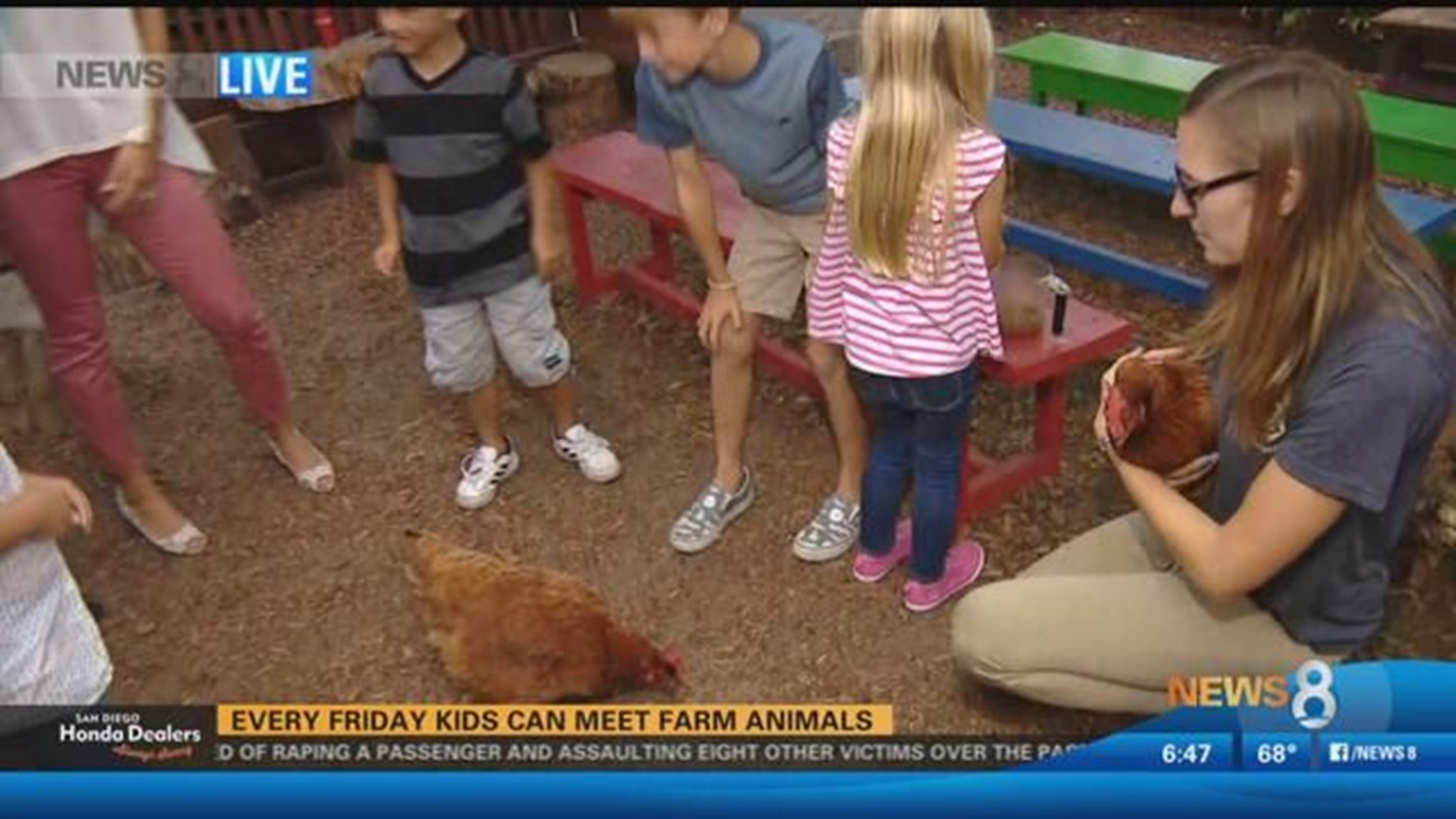 Sneak Peek: Farm Animal Fridays at San Diego Children's Discovery Museum |  