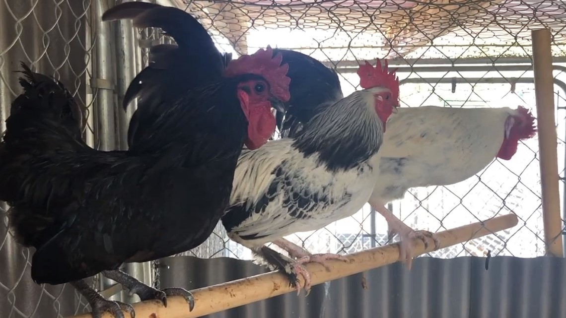 30 abandoned roosters up for adoption at San Diego Humane Society in ...