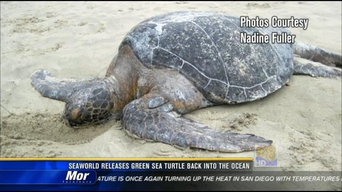 SeaWorld releases green sea turtle back into the ocean | cbs8.com