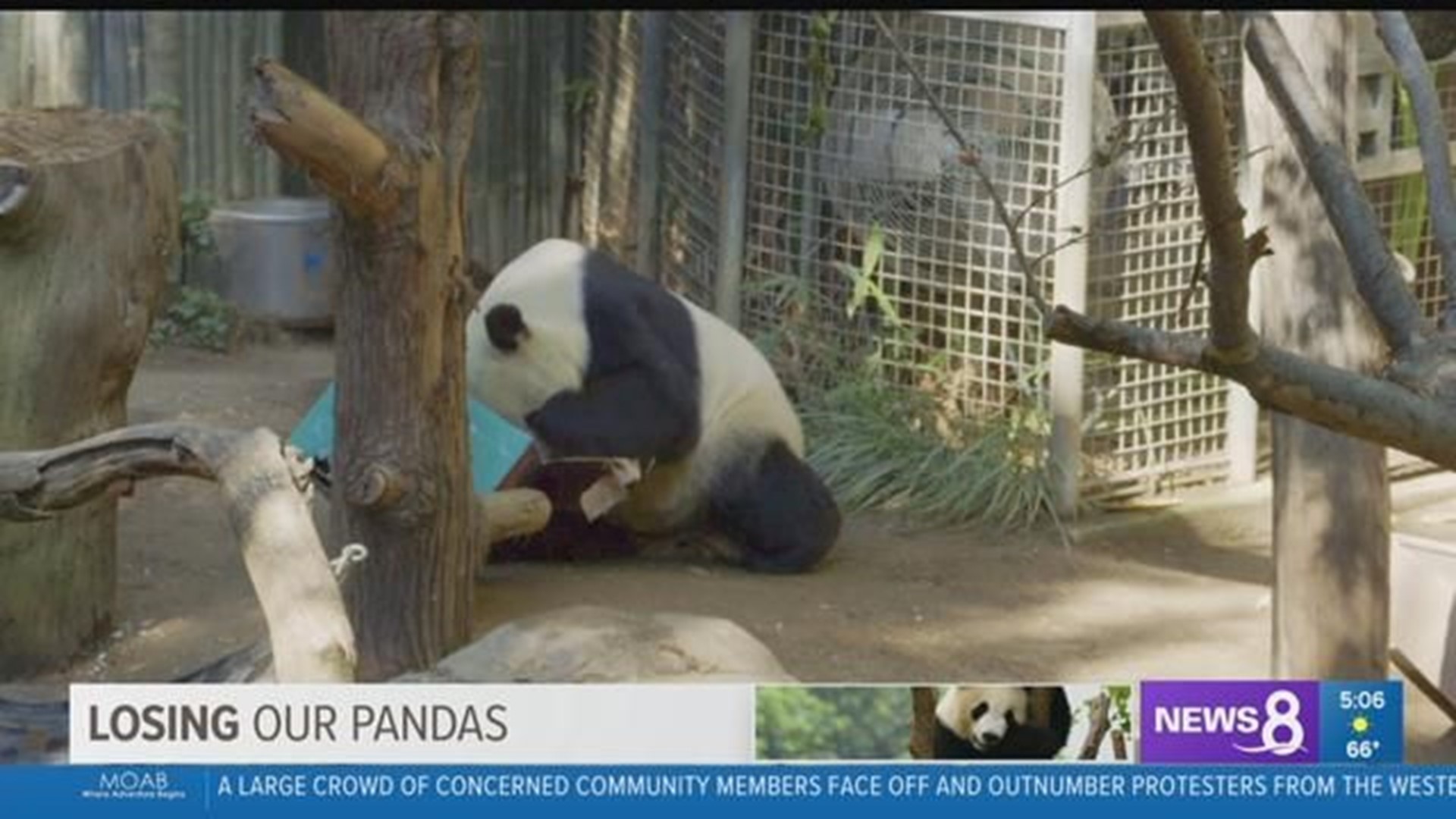 San Diego Zoo will say goodbye to giant pandas in April