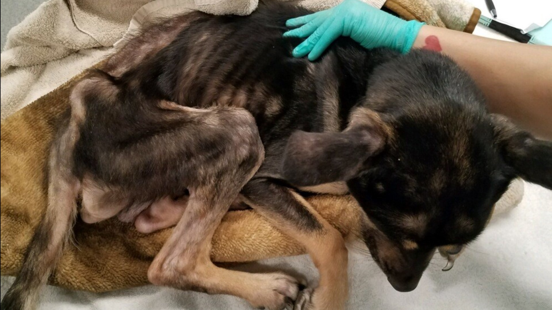 Do you know who abandoned this emaciated dog in Pacific Beach? | cbs8.com