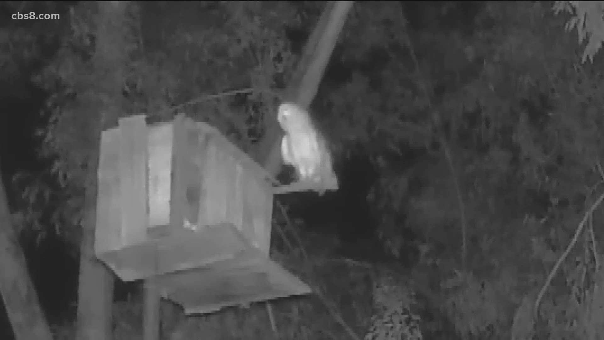 Alan Bielstein of Fletcher Hills is welcoming nesting owls to his backyard.