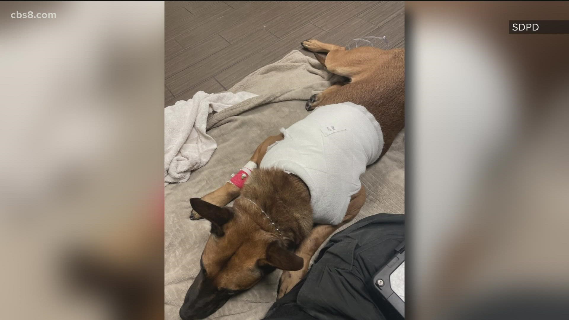 Three-year-old Belgian Malinois, Hondo, was stabbed while responding to a vandalism call in December and glad to be back to work.