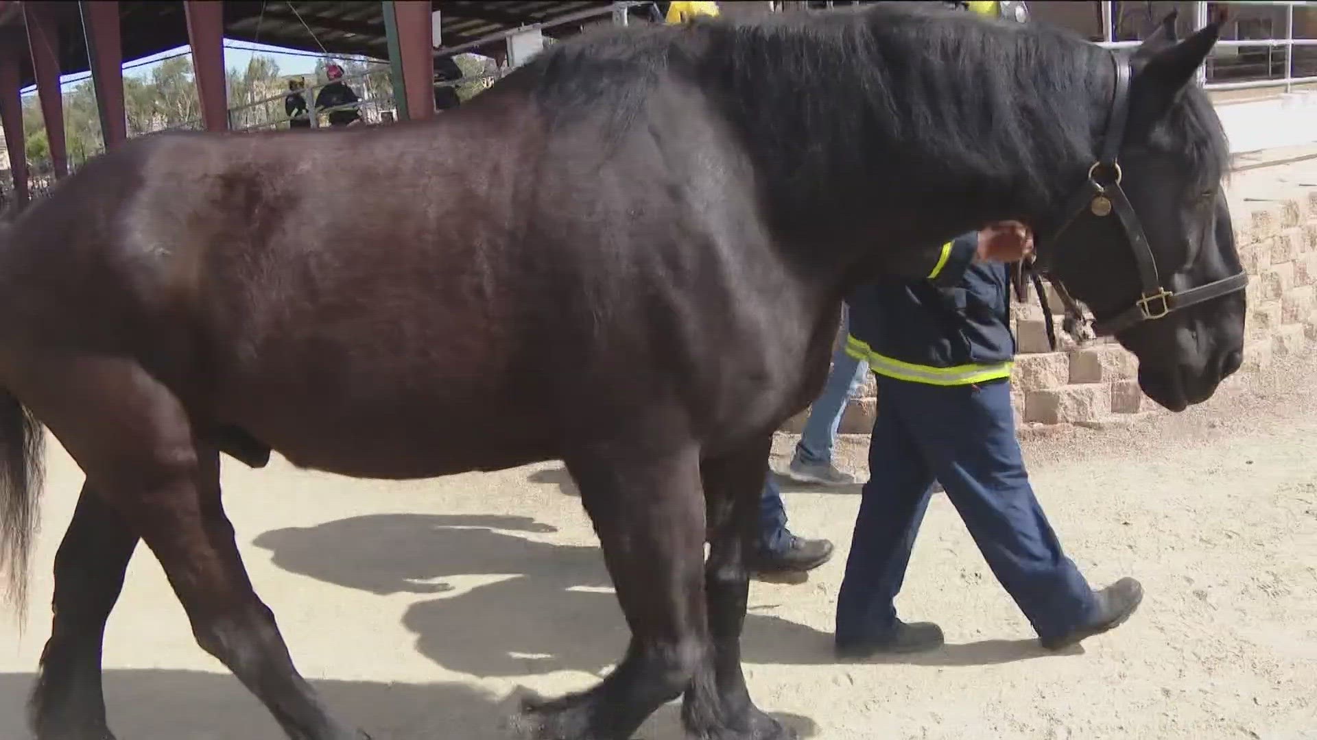 The Shea Center is giving more than 100 Southern California first responders hands-on experience with real horses.