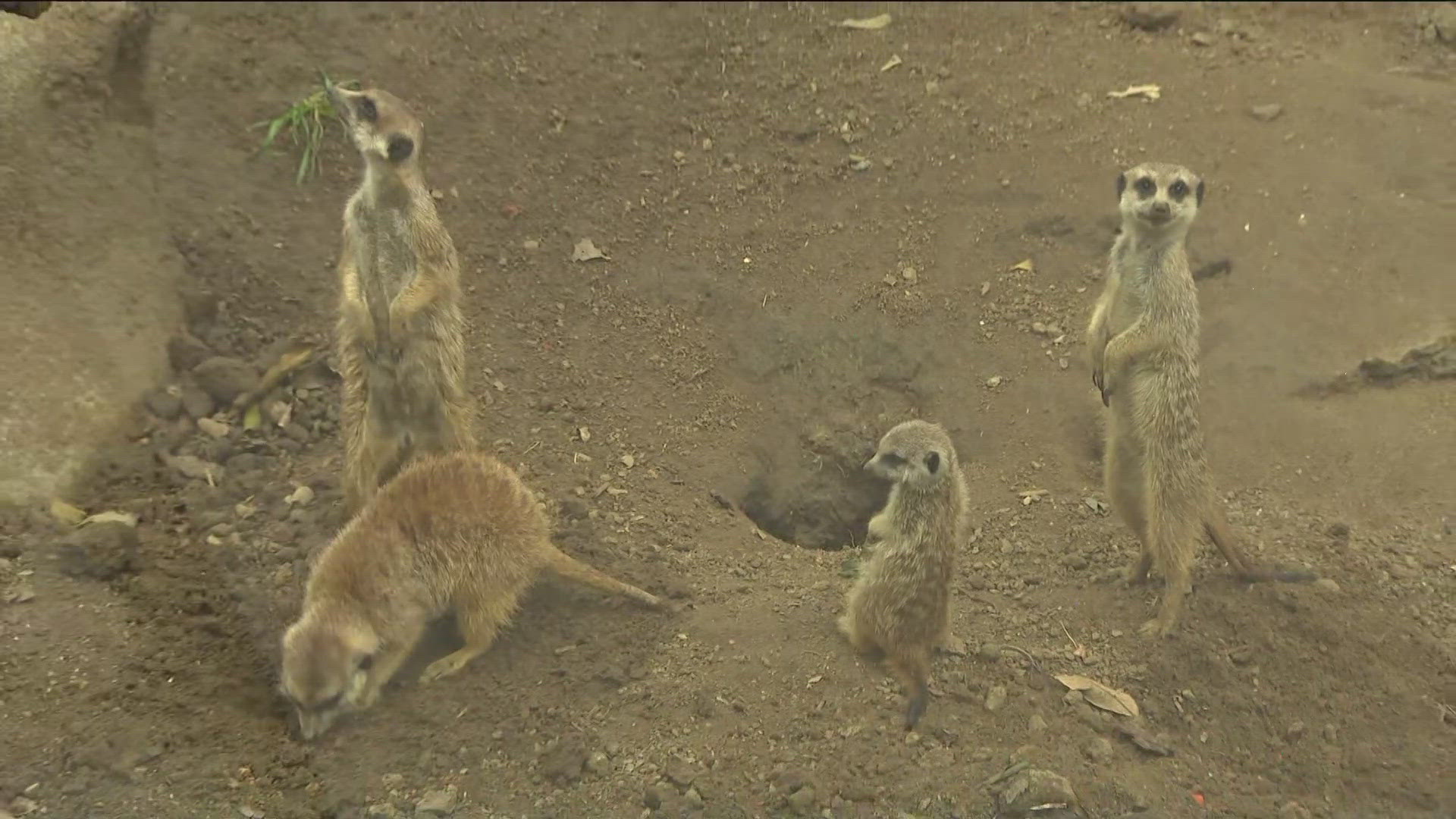 We headed out to the San Diego Zoo Safari Park to meet the meerkat. 