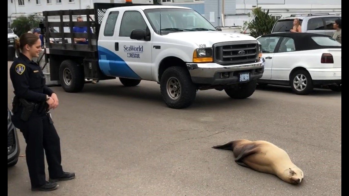 San Diego sea lions — StreetMorrisArt