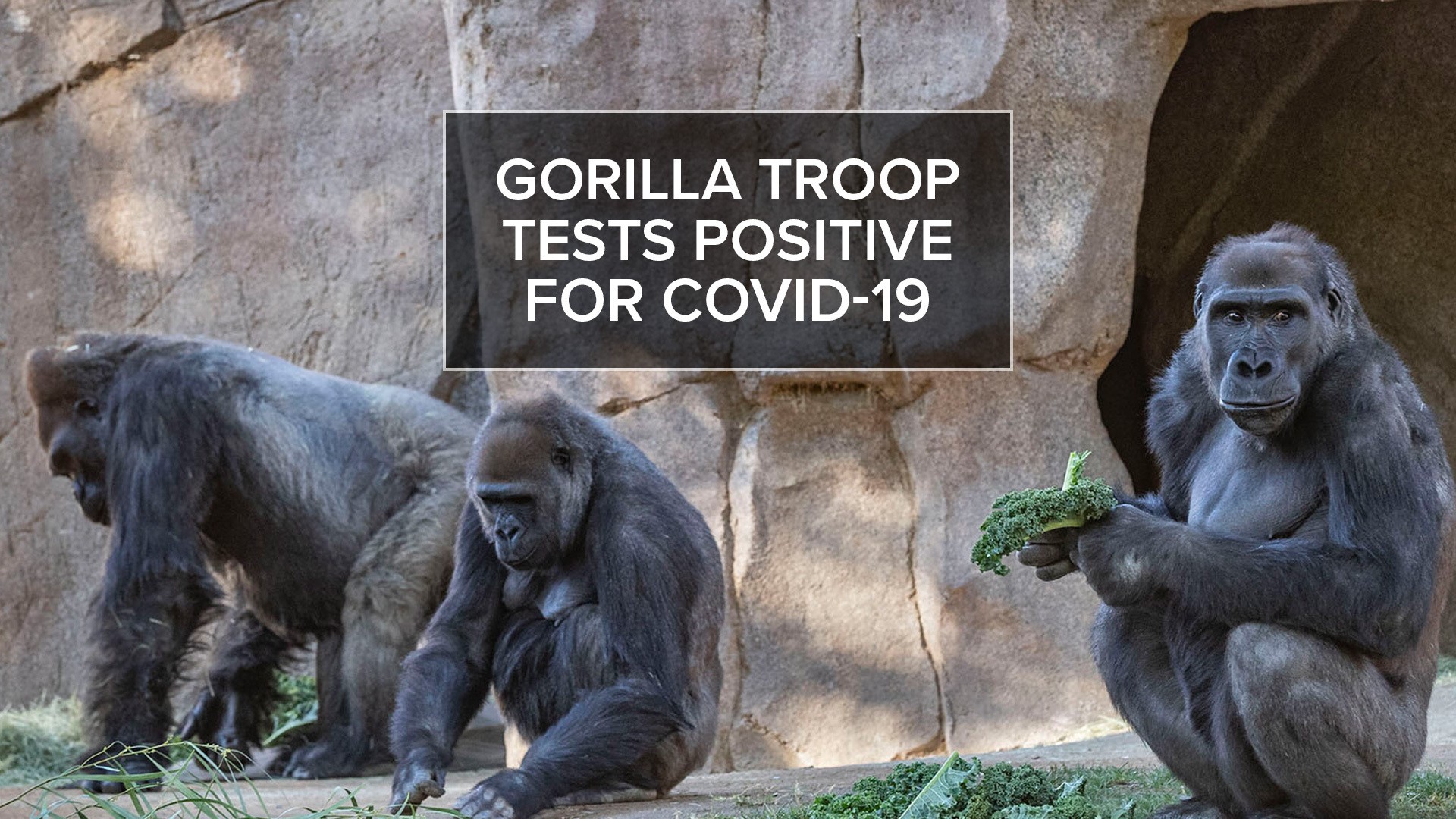 On Jan. 8, Zoo officials said the preliminary tests detected the presence of the virus in the gorilla troop.