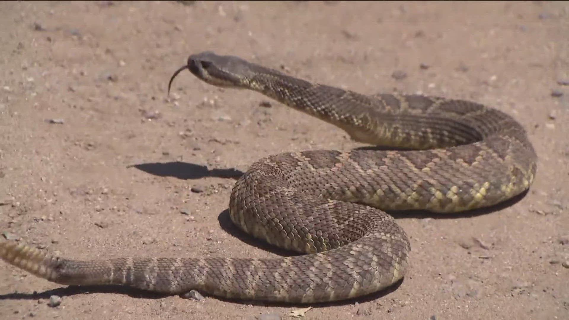 CBS 8 followed alongside a rattlesnake wrangler as he made a house call in Alpine after three snakes were spotted.