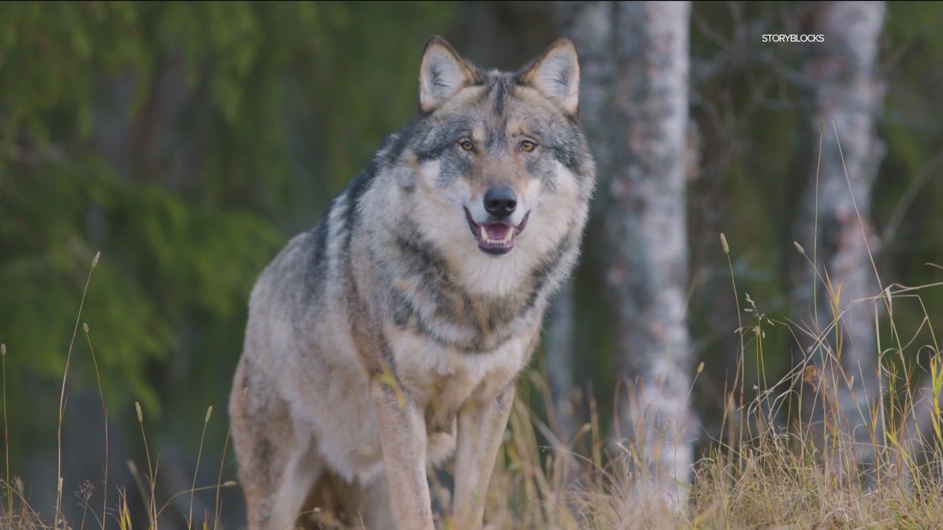 Endangered gray wolf population growing in California | cbs8.com