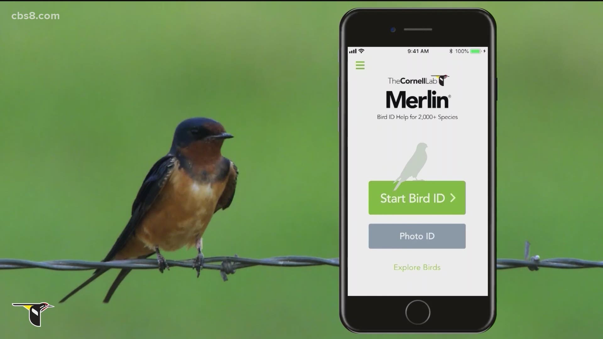With over 500 species in San Diego, the app created at Cornell University can use a picture or a series of questions to pinpoint what bird you're looking at.