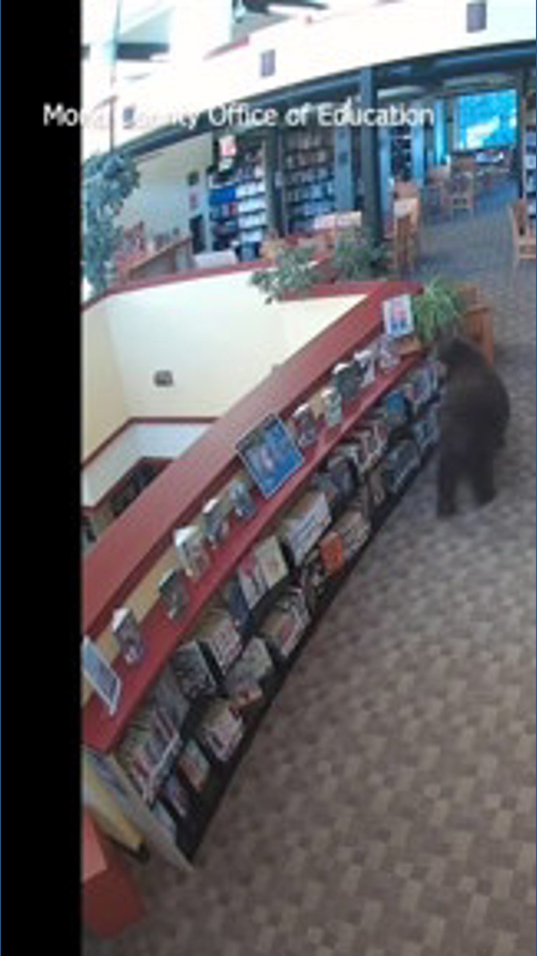 Bear steals honey from library on Winnie the Pooh Day in Mammoth Lakes ...