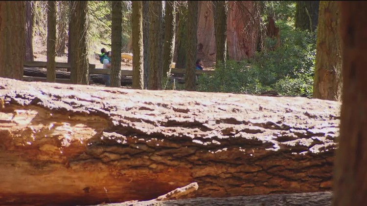 Congress make efforts to save Giant Sequoias
