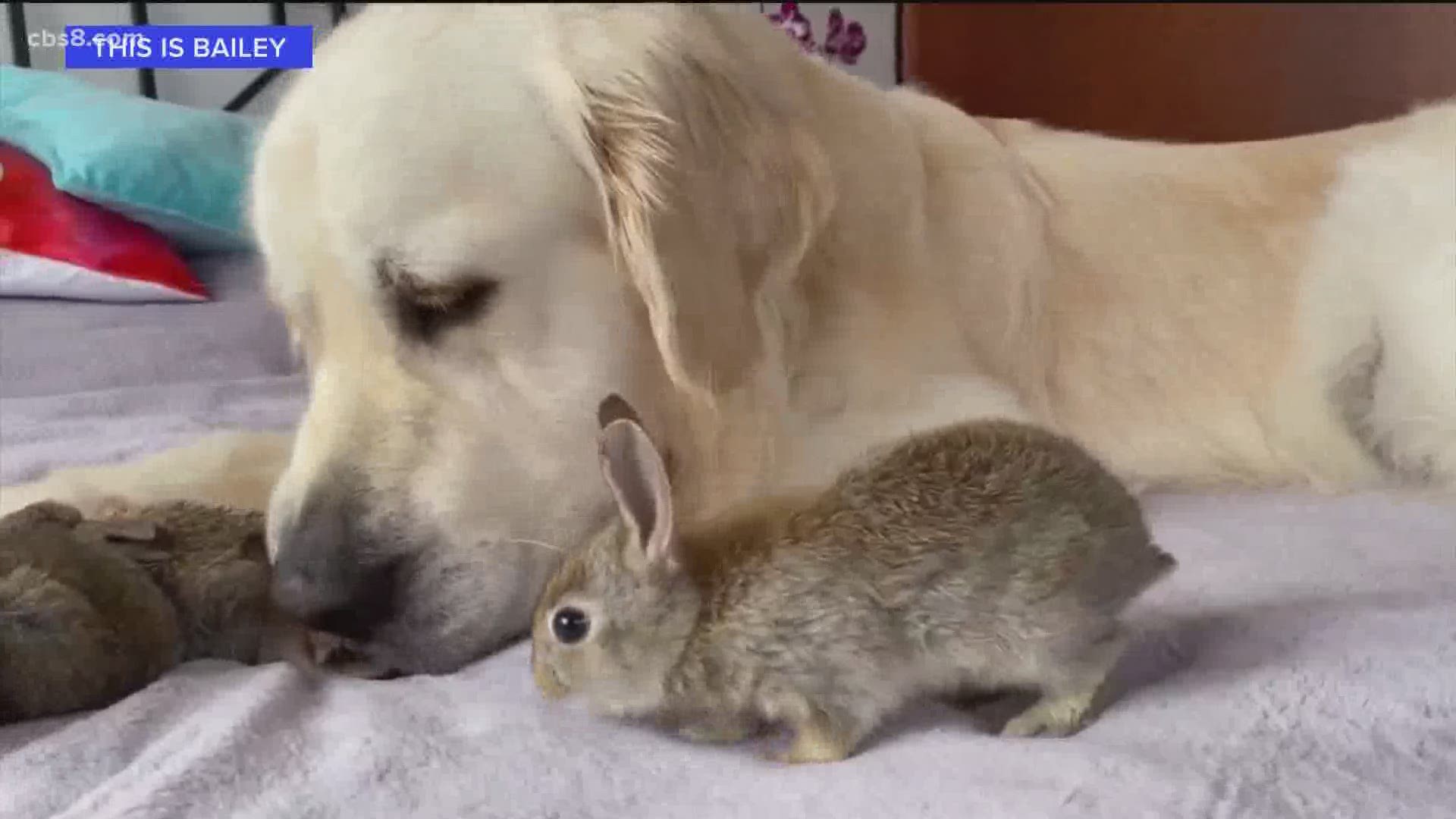 what diseases can dogs get from rabbits