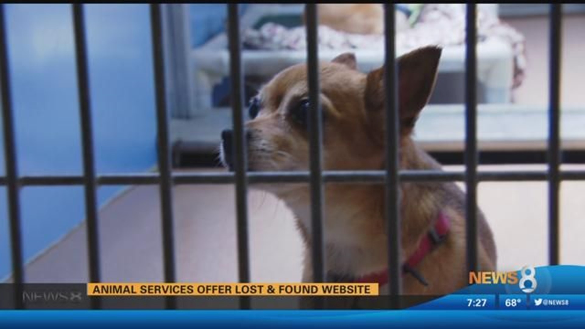 Animal services offer lost and found website 