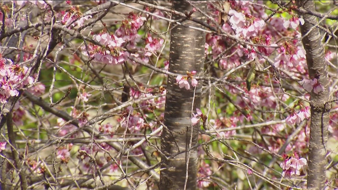 San Diego S 2024 Cherry Blossom Festival Is In Full Bloom At The   7c7d1992 A5b5 412f 97e7 26e4400c1e7e 1140x641 