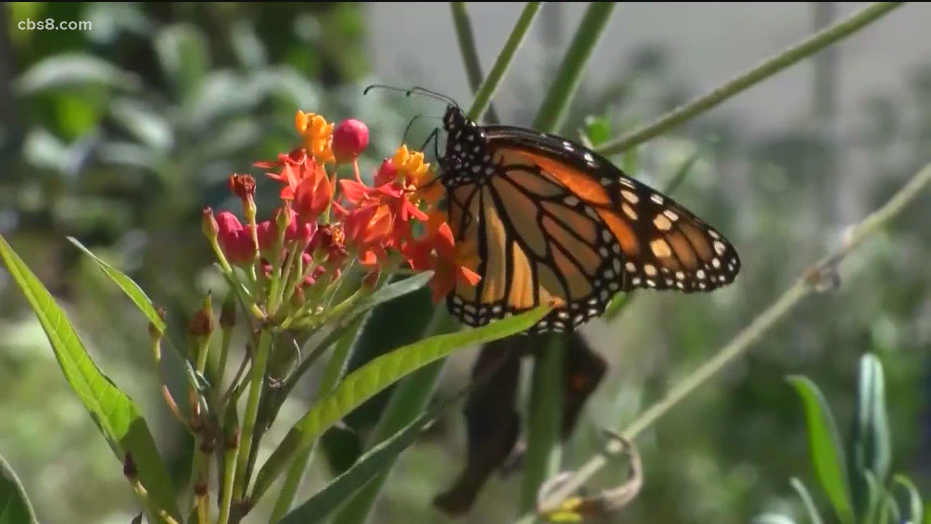 The butterflies migrate to their overwintering habitat along the coast where this year the numbers are so low experts are concerned, they could disappear completely.