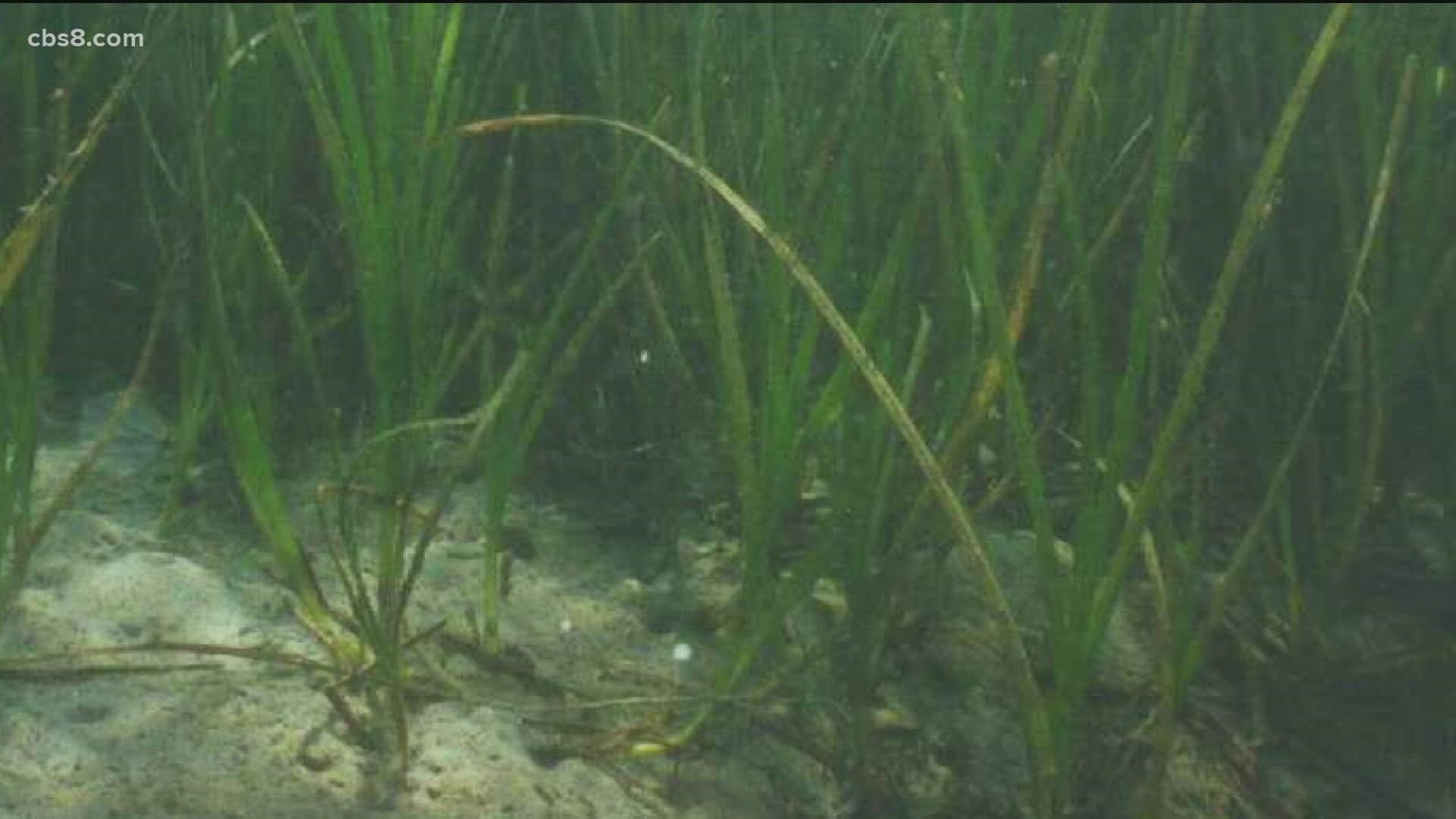 According to research, eelgrass and the soil it grows in can trap carbon from the atmosphere for thousands of years and can store 30 to 50 times that of forests.