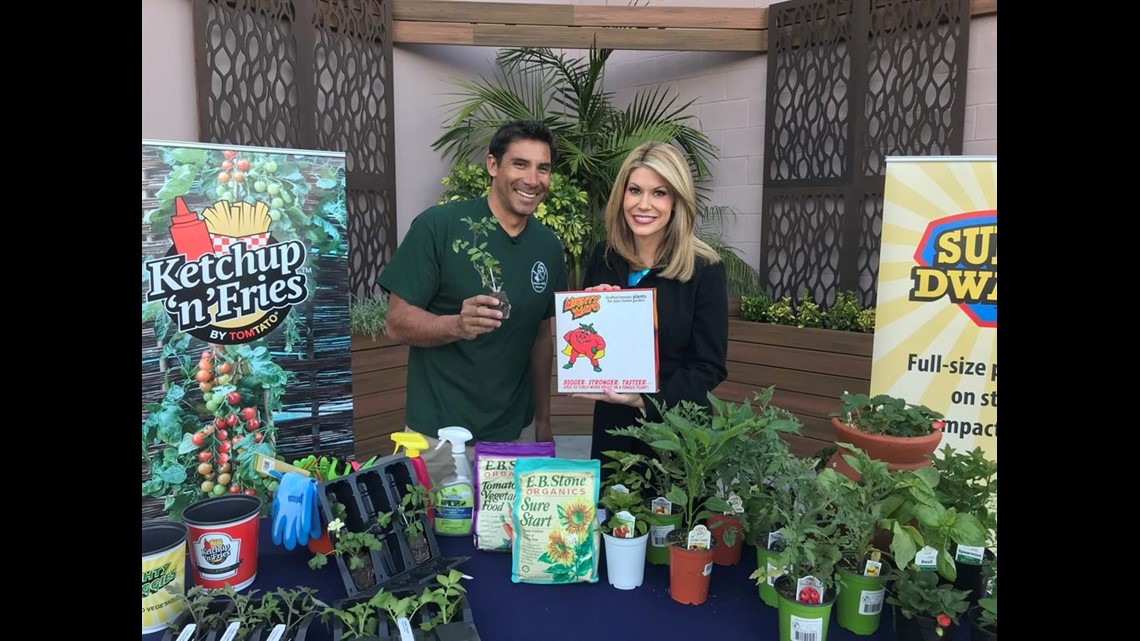 Spring gardening Grow french fries and ketchup on the same plant
