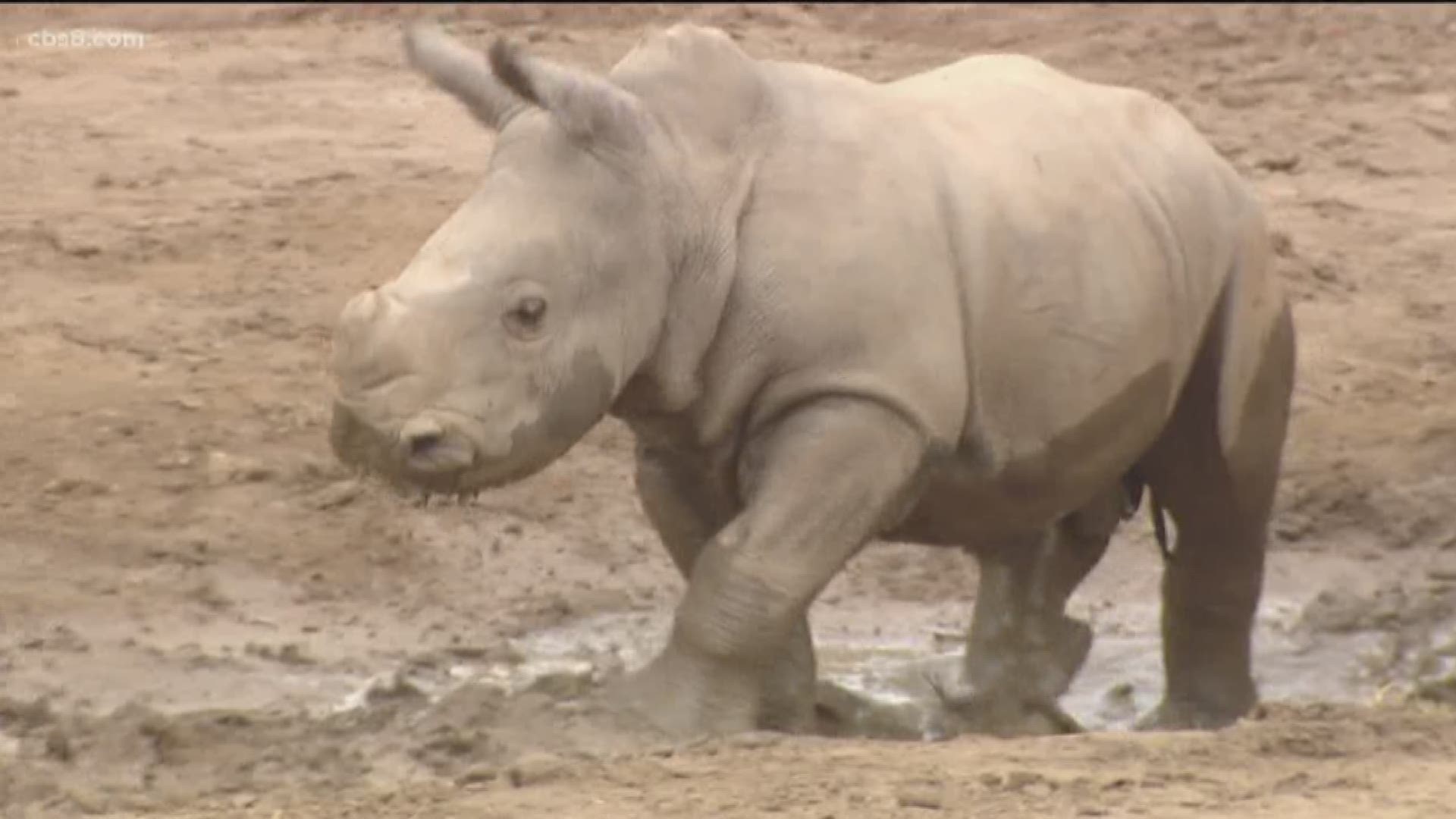 Edward was the first southern white rhino calf conceived through artificial insemination and was born to mother Victoria after 493 days of gestation.