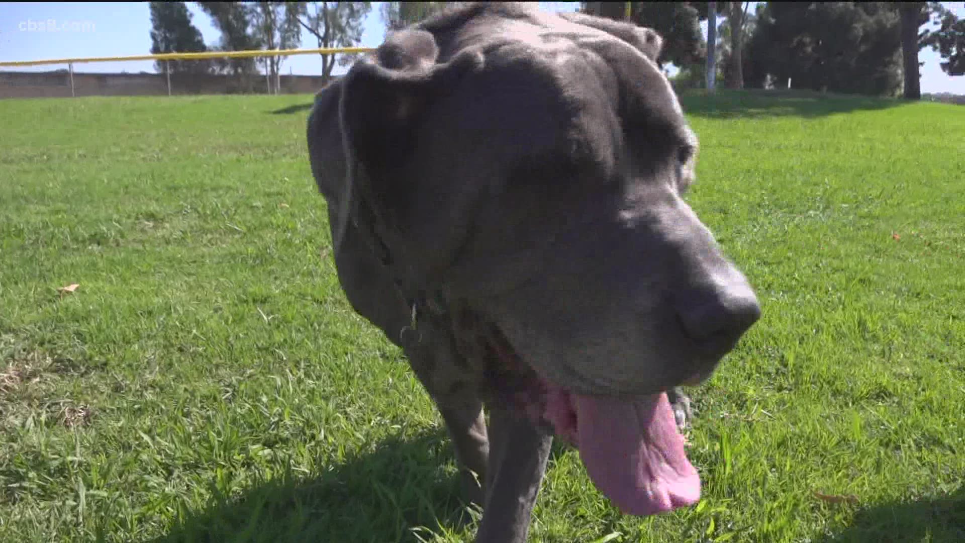 There's yet another twist in the Charlie the mastiff reunion story in Encinitas.