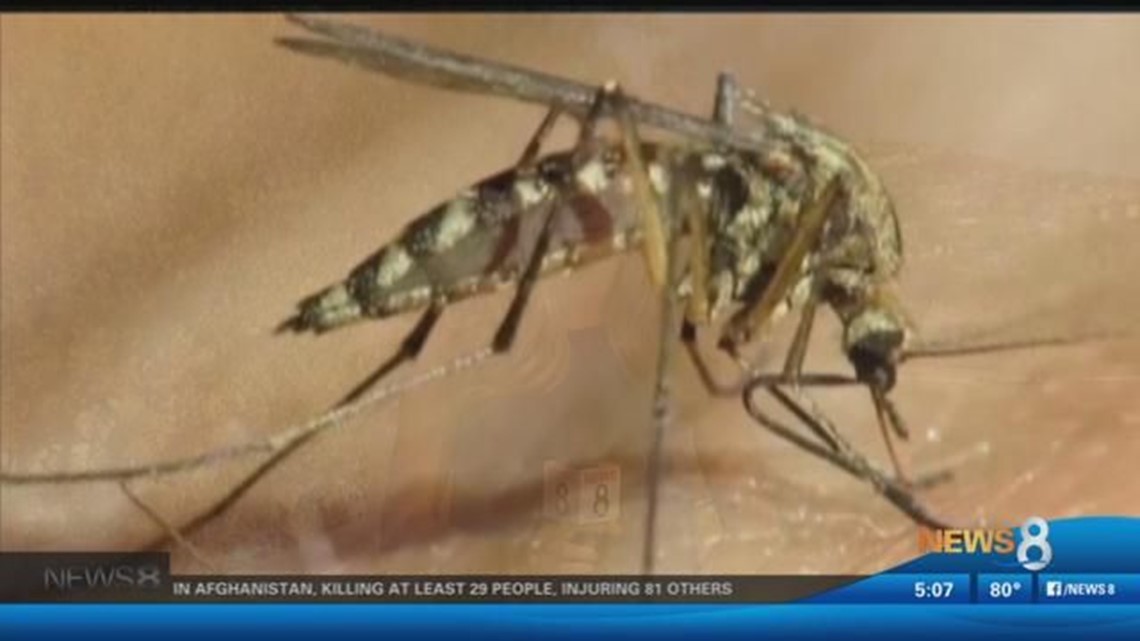 San Diego 10 insects that could bite you this summer