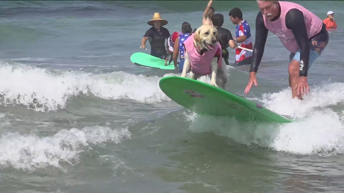 How to prevent dogs, pets from sunburns
